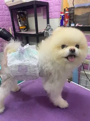 汪喵窩寵物美容旅館