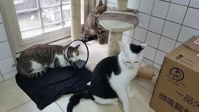 有愛動物醫院