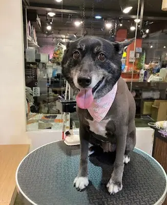 CHIEN BON BON 寵物洗澎澎