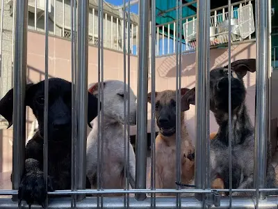 臺南市動物之家灣裡站