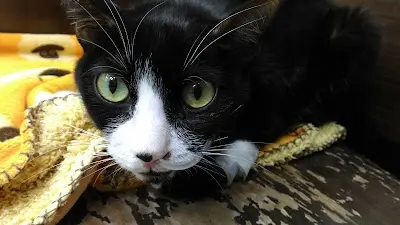 弘安動物醫院