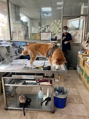 大雅動物醫院
