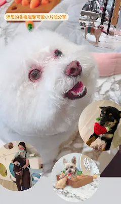 沛思寵物沙龍Pets’_Salon｜高雄寵物美容｜護理型毛皮深層清潔