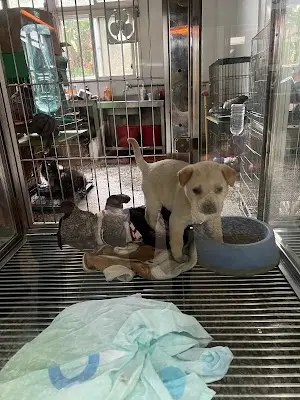 宜蘭縣流浪動物中途之家