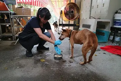 社團法人台灣動物協會 Animals Taiwan