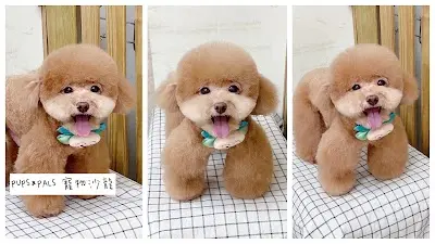 PUPS&PALS寵物美容/台中寵物美容推薦