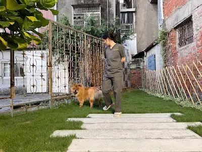梅森動物醫院-大里動物腫瘤專科|寵物牙科|寵物外科|犬貓友善醫院|假日動物醫療|獸醫推薦