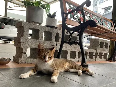 維醫動物醫院