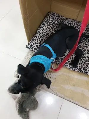 貓狗大棧寵物百貨-台中豐原店