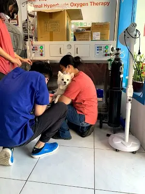 安達動物醫院