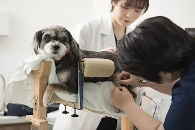 挪亞動物醫院 外科暨內視鏡微創中心