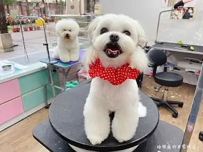 茹啦啦寵物美容歐式護理spa