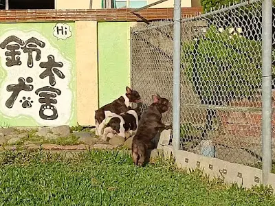 鈴木犬舍