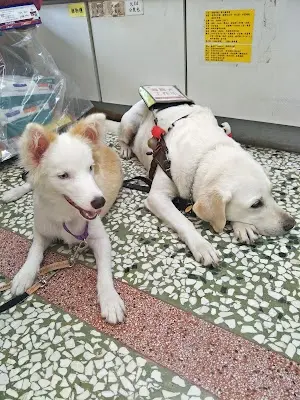 佳愛動物醫院(犬貓血庫)