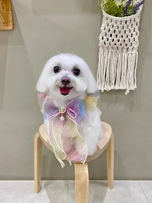 咪寶美容院
