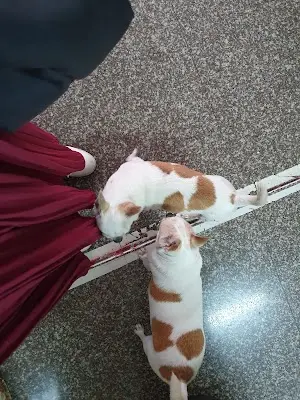 安生動物醫院
