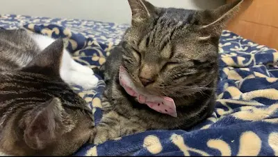 佳佳動物醫院