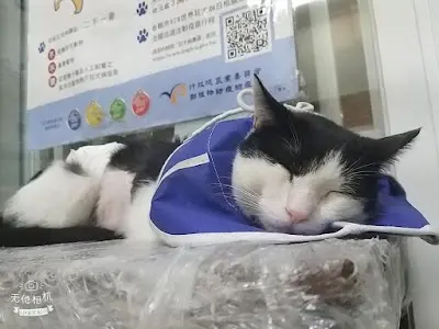 泰爾動物醫院