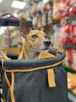 寵物公園(苗栗光復店)