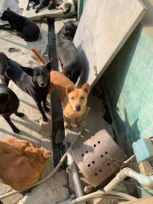 社團法人關懷流浪犬貓鮮食協會