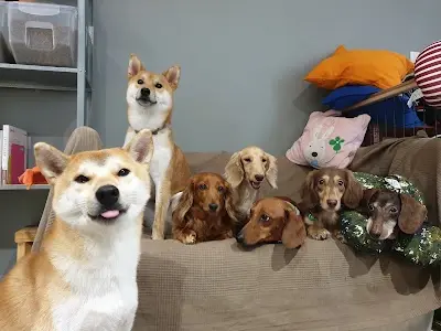有好犬旅 U HOUSE 寵物美容｜安親｜住宿