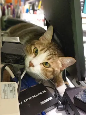 腳印動物醫院 Dr.Paws Animal Hospital(預約制)(因人手不足，恕無法接急診)