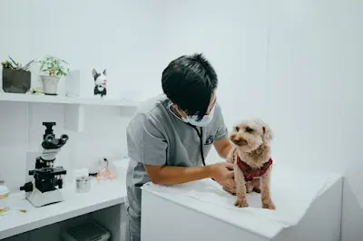 吉米家動物醫院
