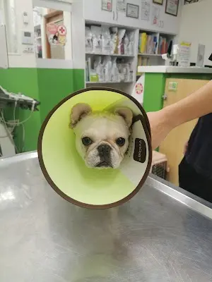 珍愛動物醫院
