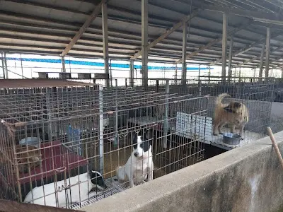 林媽媽狗園