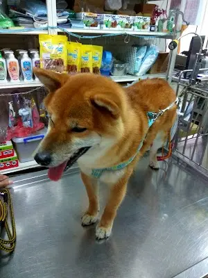 通霄獸醫院