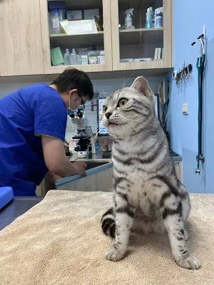 德克動物醫院