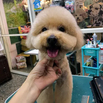 快樂狗專業寵物美容館