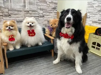Q家族寵物美容