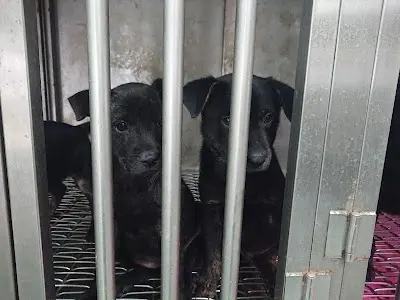 台南市關懷流浪動物協會