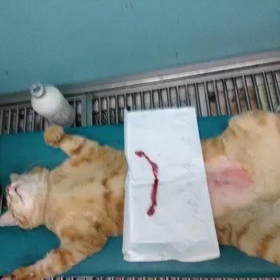 新長庚動物醫院