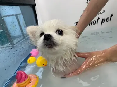 I'm not pet 我不是寵物