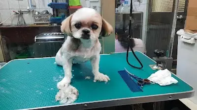 文志動物醫院