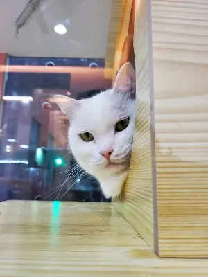 崇德動物醫院