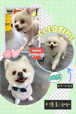 貳寶寵物美容：週一公休。預約請用Line‼️