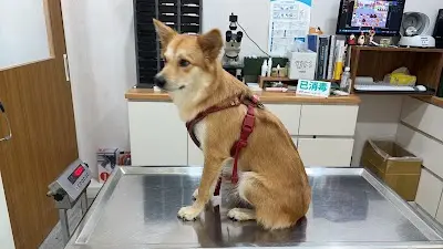 樂嘉動物醫院