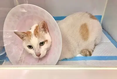 鳳山博新動物醫院