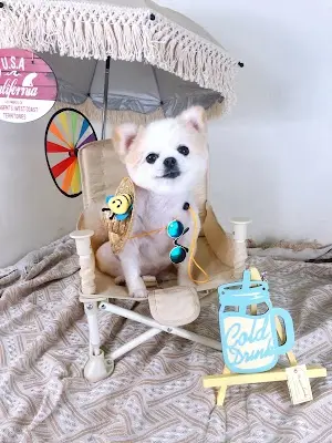 愷渥k•w寵物美容
