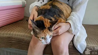 冠生動物醫院