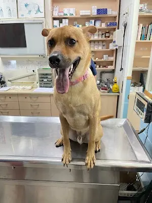 佳恩動物醫院