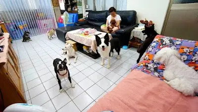 就甘心Ponpon寵物旅館