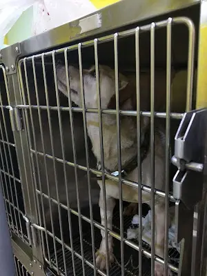 清豐動物醫院