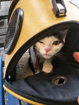 維康動物醫院