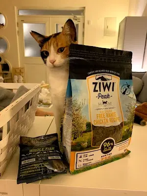 E LIVE 宜居寵物 預約制貓咪專賣店｜貓飼料｜貓罐頭｜到府寵物保母｜貓咪領養｜塔羅占卜