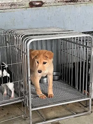 澎湖縣動物保護協會