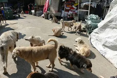 高媽媽狗園